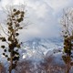 Mistletoe in trees in Switzerland in front of a cloudy, snowy mountain