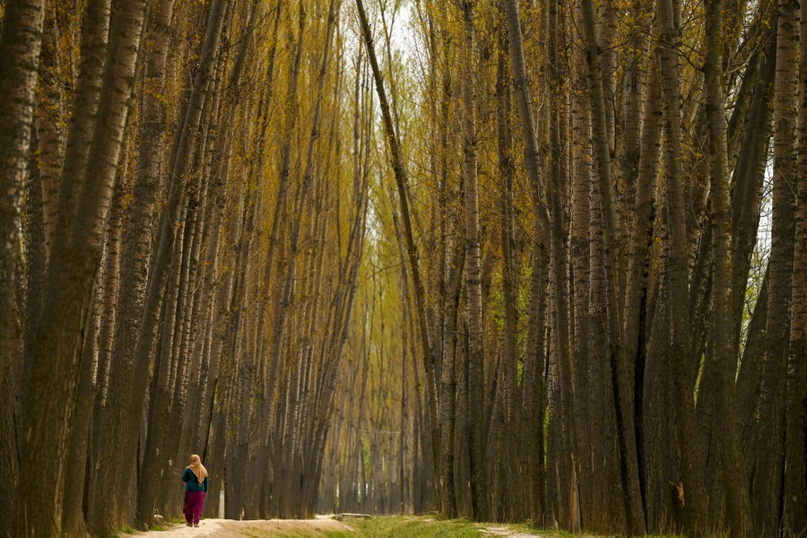 A woman walks on a path through poplar trees.