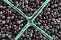 Four cartons of blueberries