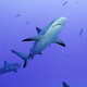 A grey reef shark patrols a coral reef.