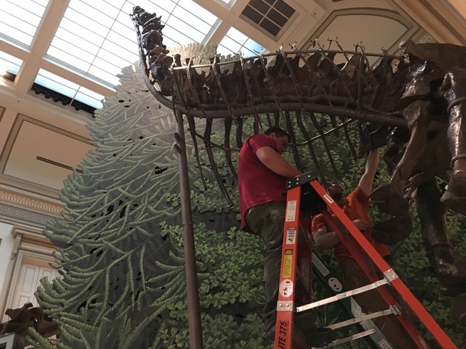 A Camarasaurus fossil being assembled.