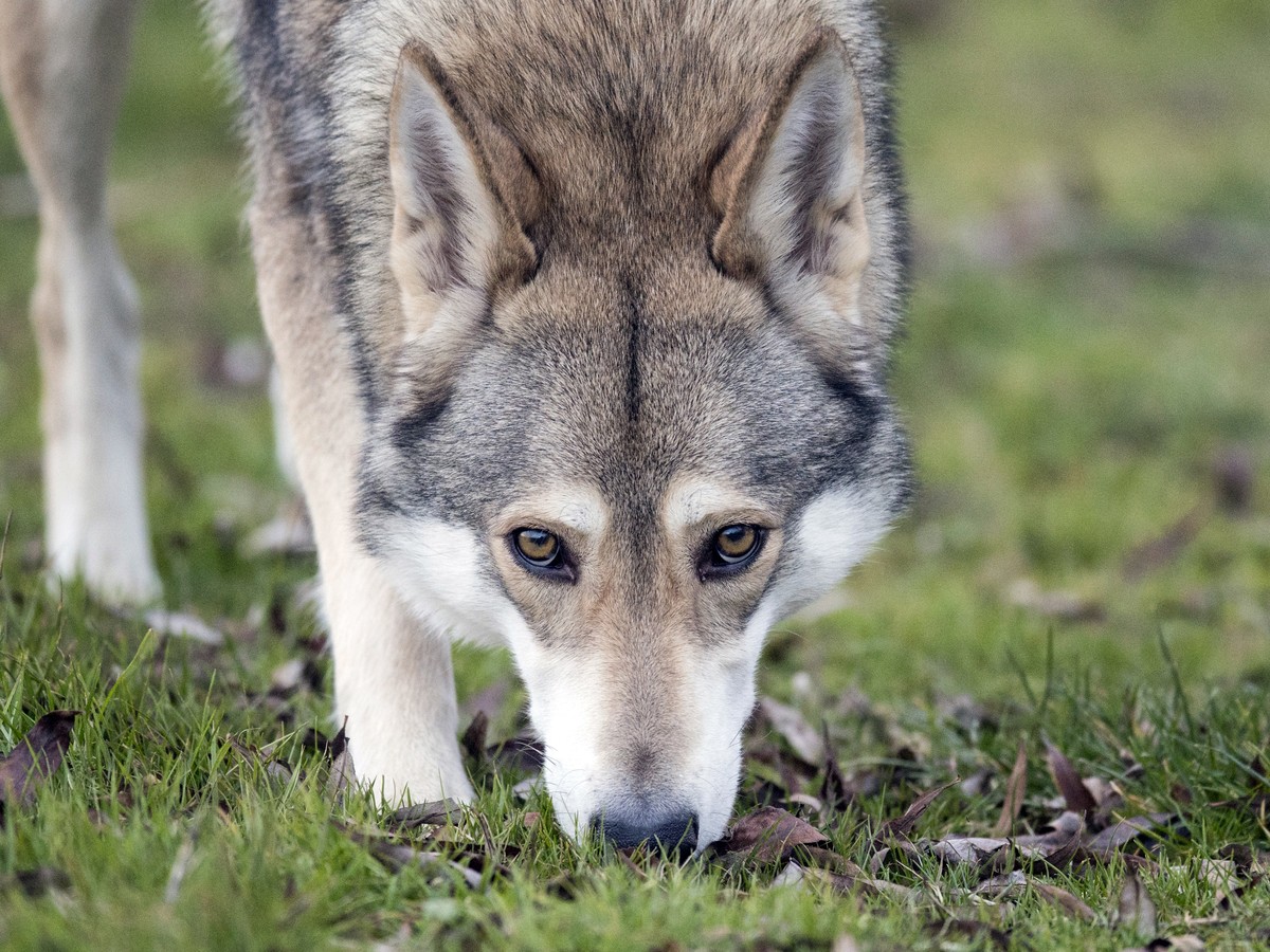 can wolf dogs have blue eyes