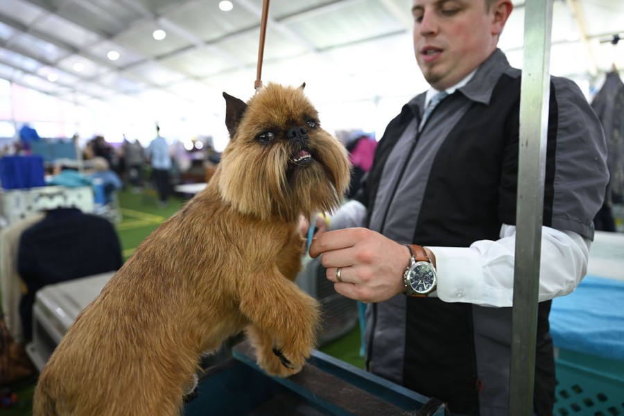 A small dog looks toward the photographer while it is being groomed.