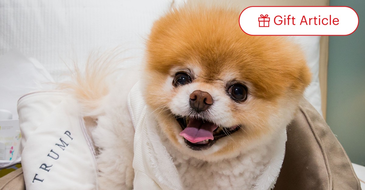 Pomeranian boo house top