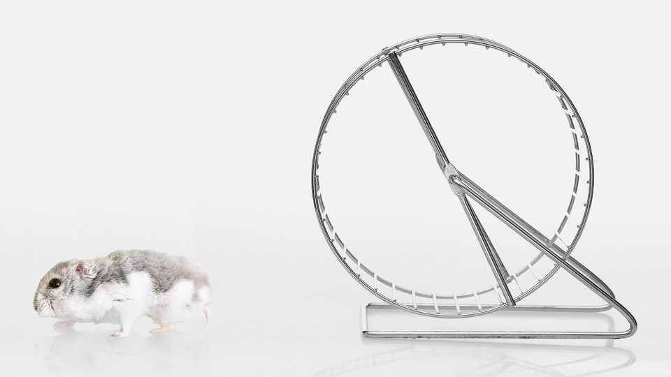 A hamster walking away from its hamster wheel.