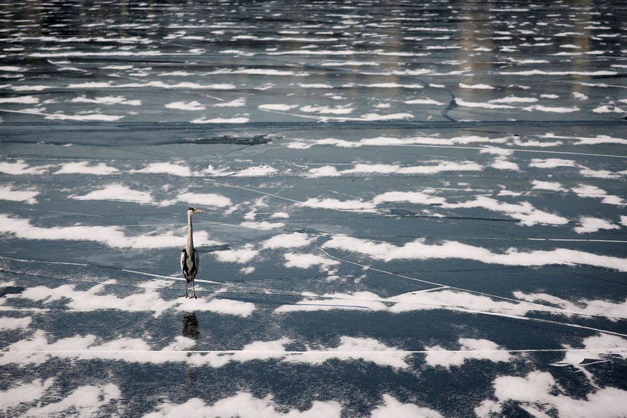 A gray heron stands on a frozen river.