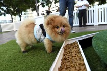 A dog stands in front of a bowl of food.