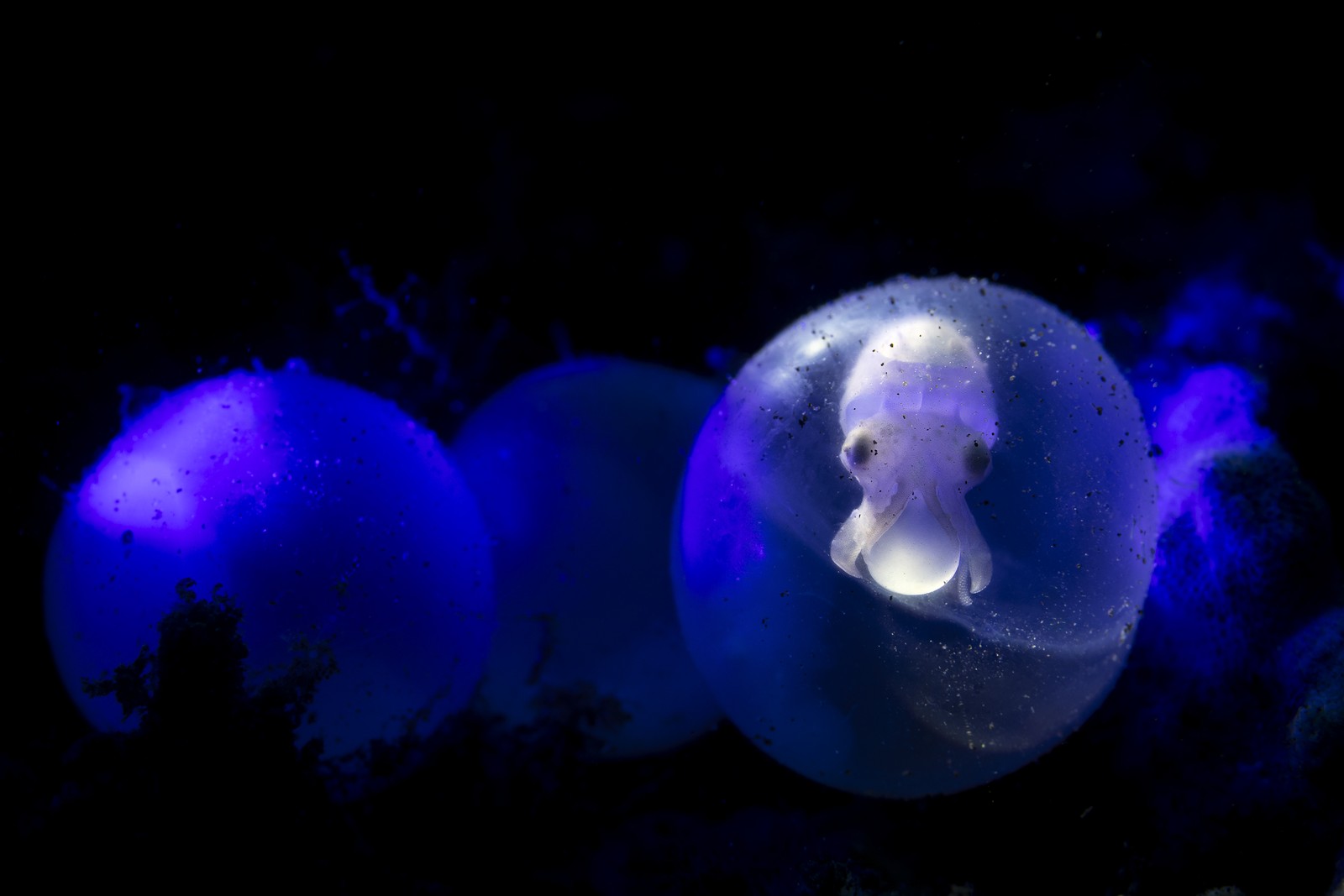 A small cuttlefish embryo, seen inside one of several transparent eggs