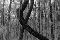 A black-and-white photograph of two tree trunks twisting around one another in a forest