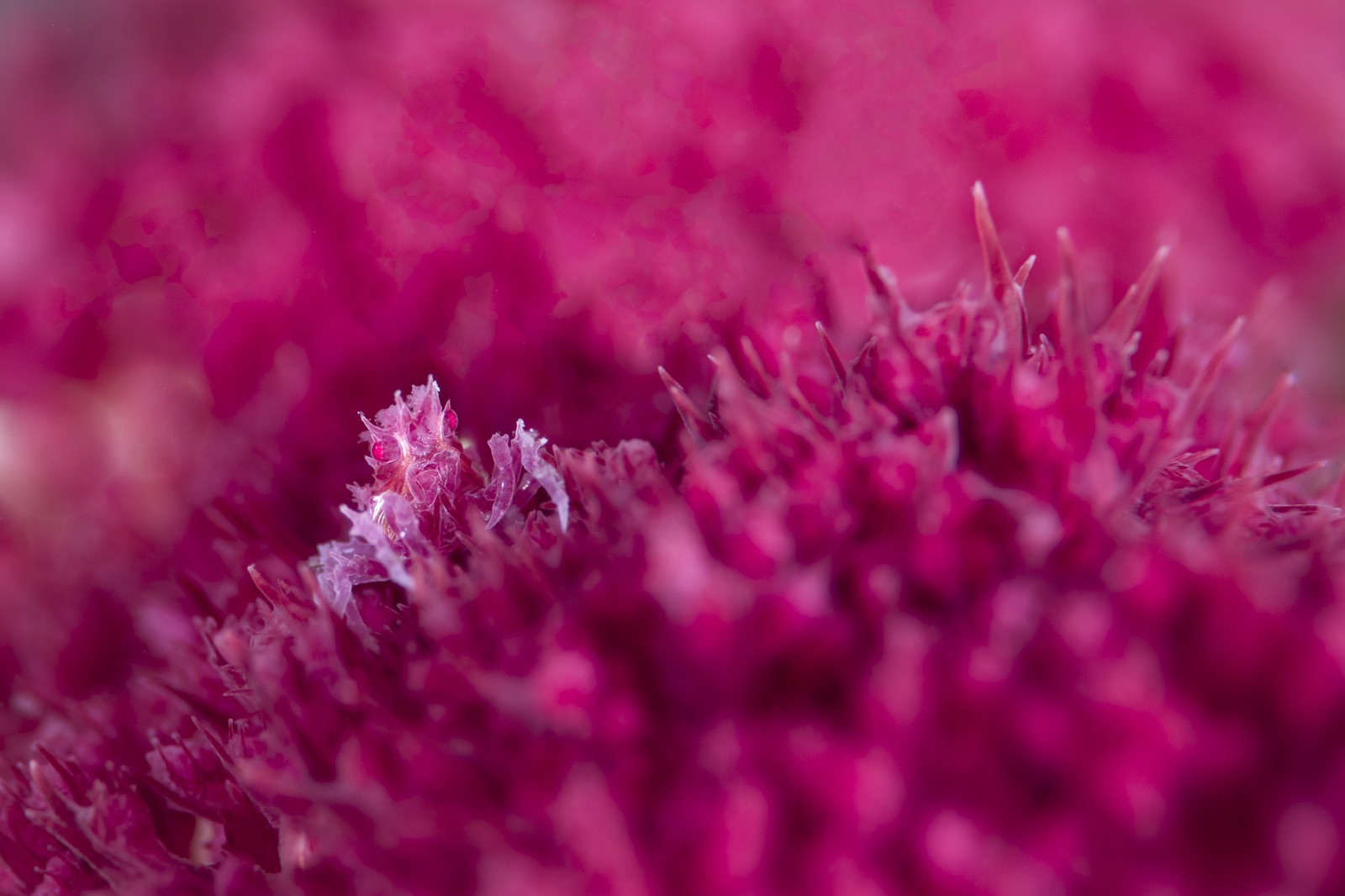 A small pink crab, perched on pink coral