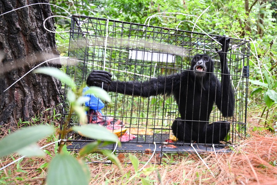 A black gibbon is seen in a cage before being released into the wild.