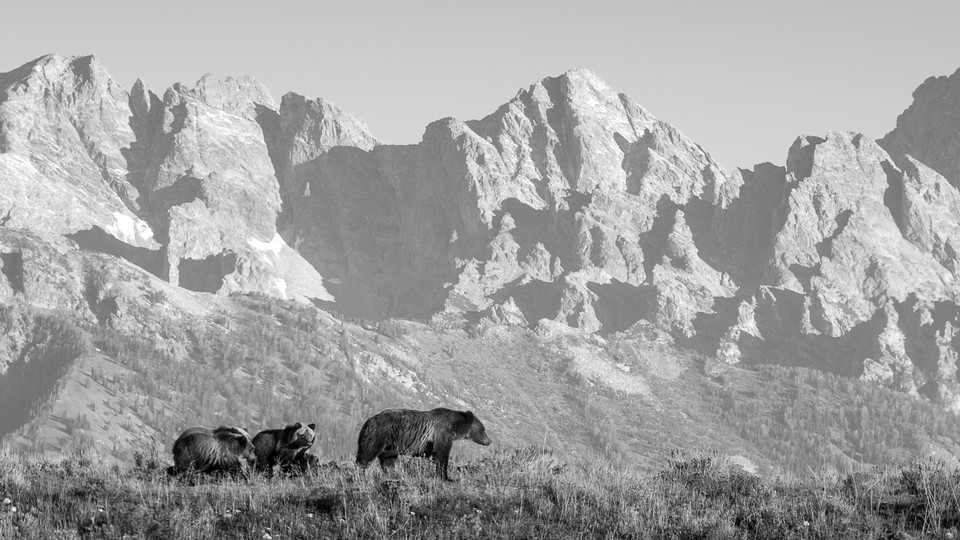 a black-and-white photo of several brown bears walking across a grassy plain, in front of mountains