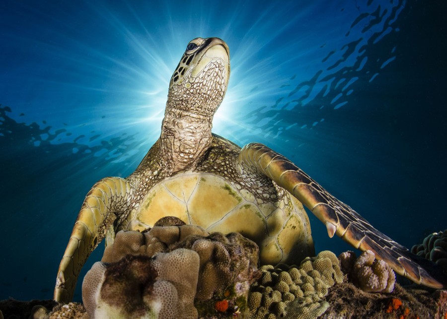 Un retrato submarino de una tortuga marina, a contraluz de la luz del sol