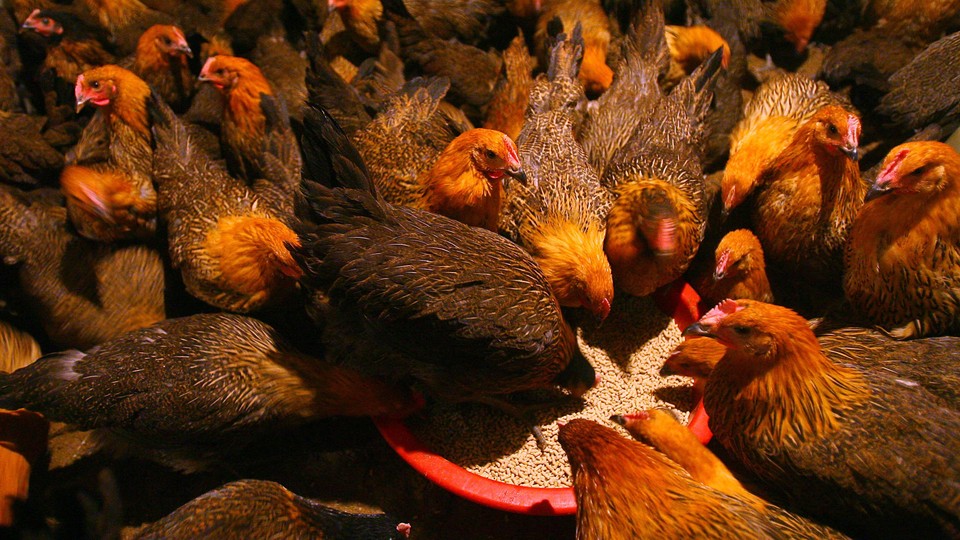 Chickens eat feed at a poultry wholesale market