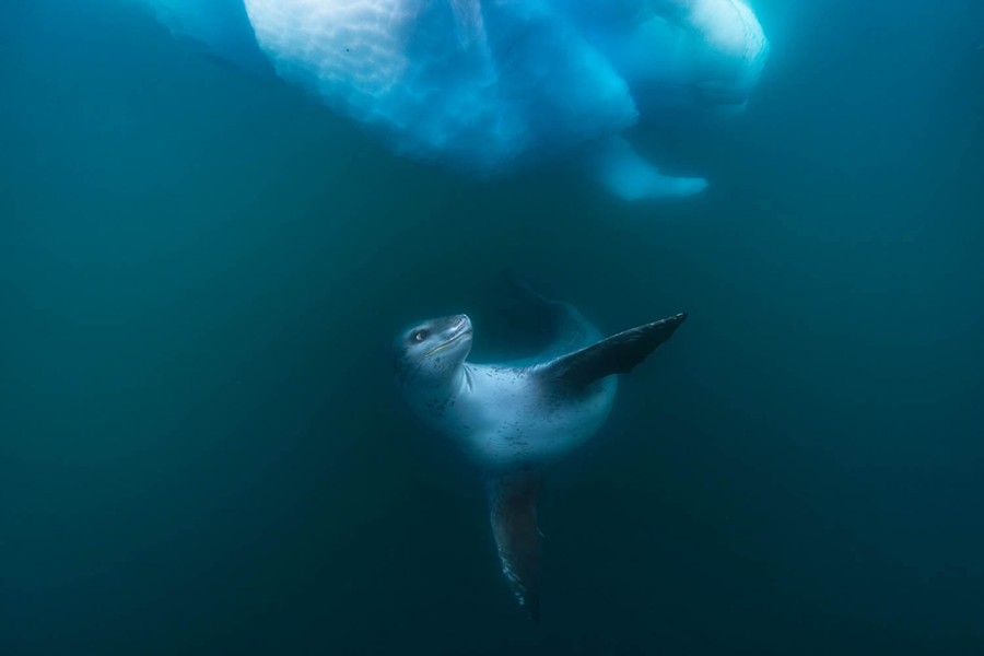 A leopard seal swims beneath a floating piece of ice.