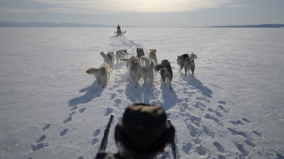An Inuit hunter pulled on a dog sled as he looks for seals