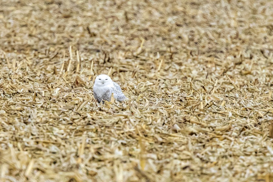 A snowy owl rests in a field.