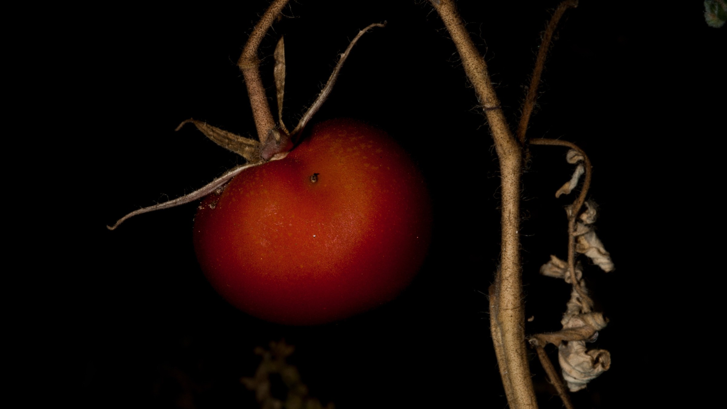 Sonnet for the Tendered Garden
