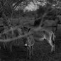 Picture of donkeys in a pen in west Mali