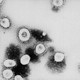 A microscopic view of the Coronavirus