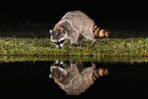 Photo of a raccoon looking at its reflection