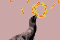 Illustration of a seal surrounded by TB bacteria