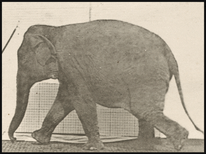 Muybridge elephant walking gif