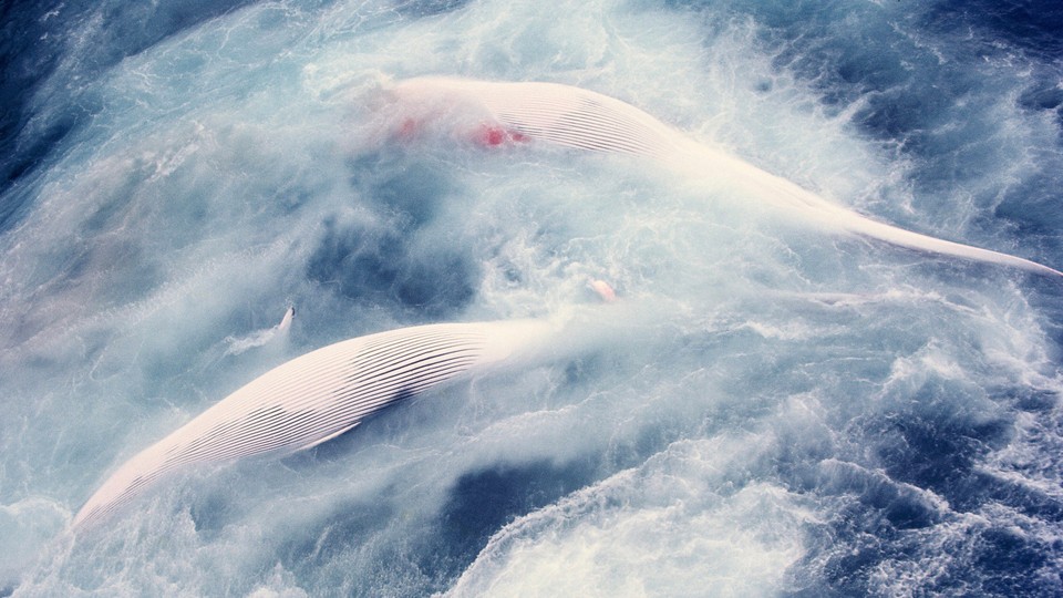 Whales being towed by a whaling vessel