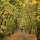 A woman walks on a densely wooded path.