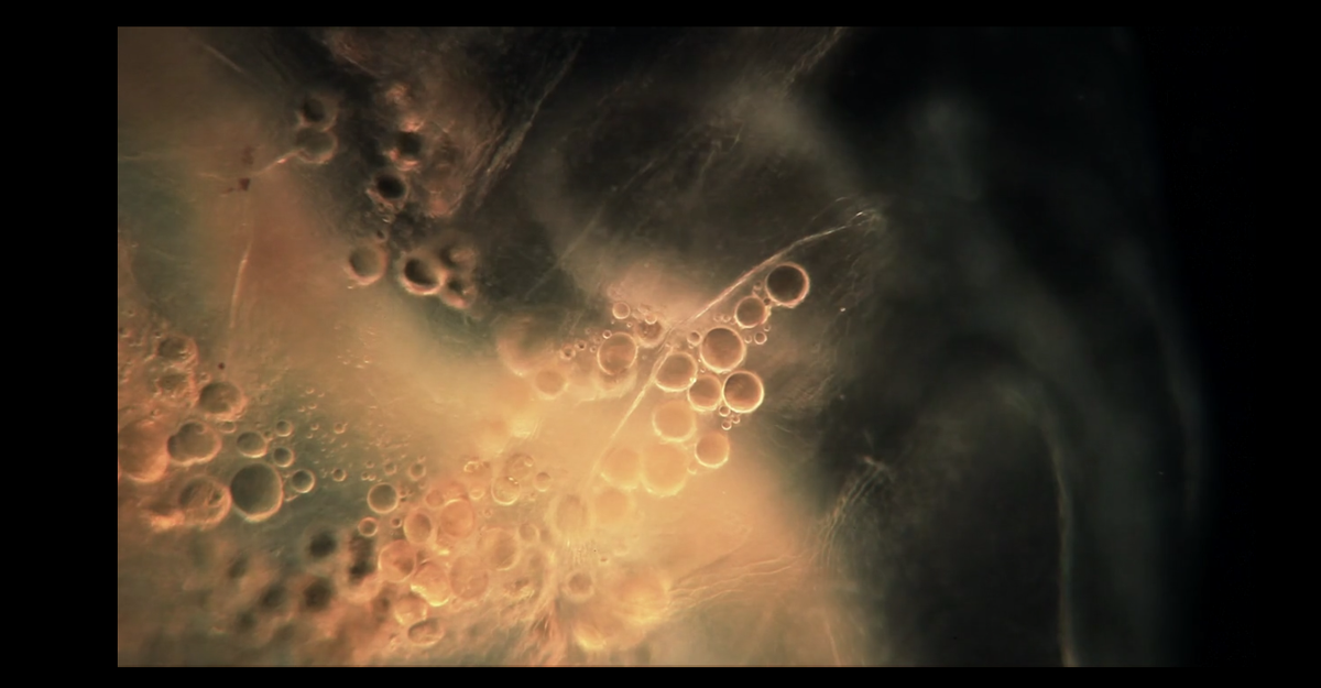 Gorgeous Microscopic Cinematography Reveals a Terrifying Universe - The ...