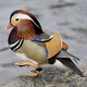 A Mandarin duck in Central Park