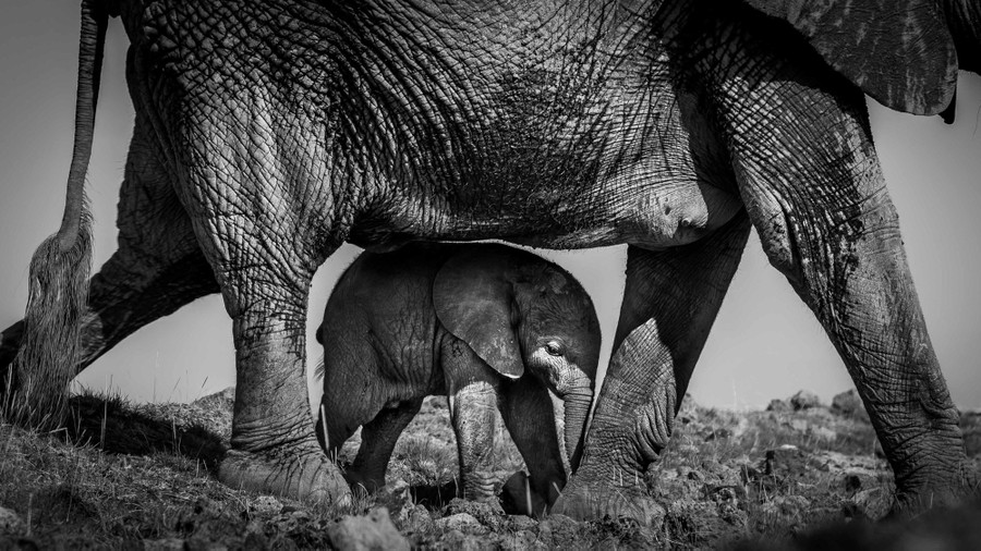 A mother elephant walks with a calf walking directly beneath its belly.
