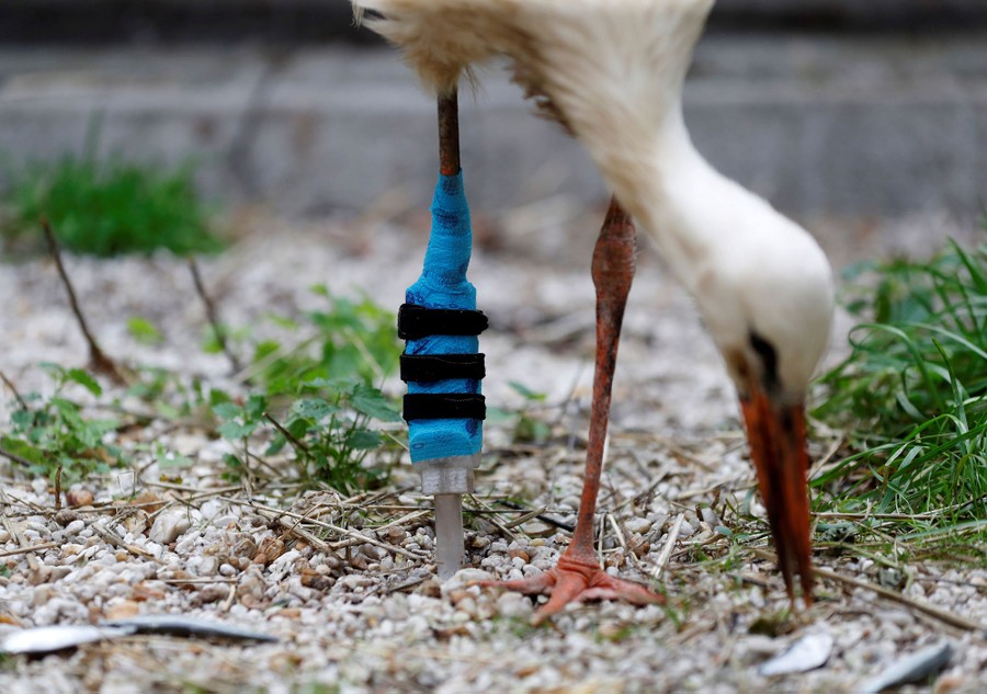 A one-legged stork wears a 3-D-printed leg.