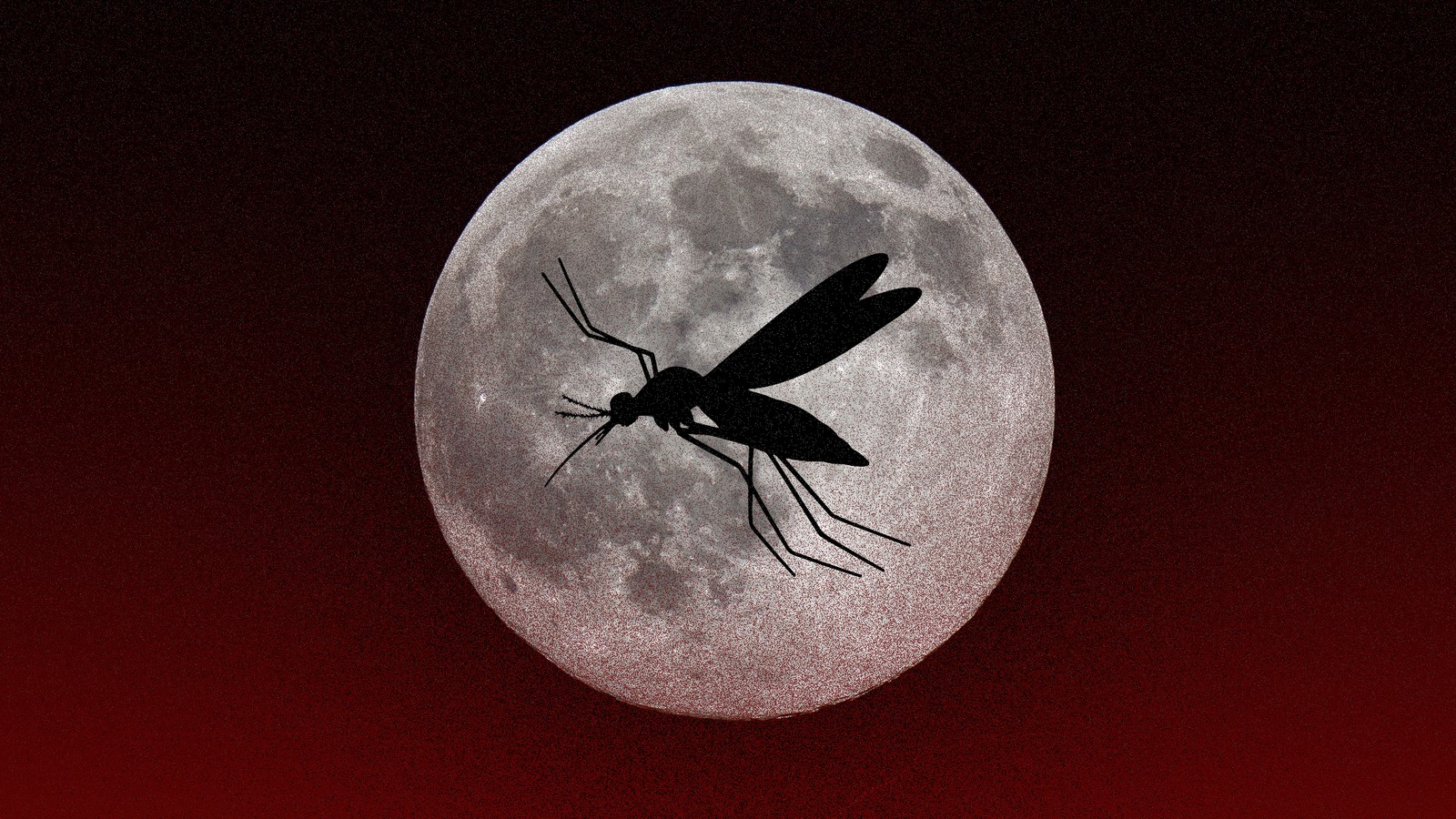 Zika, Mosquitoes and Vampire Stories - The Atlantic