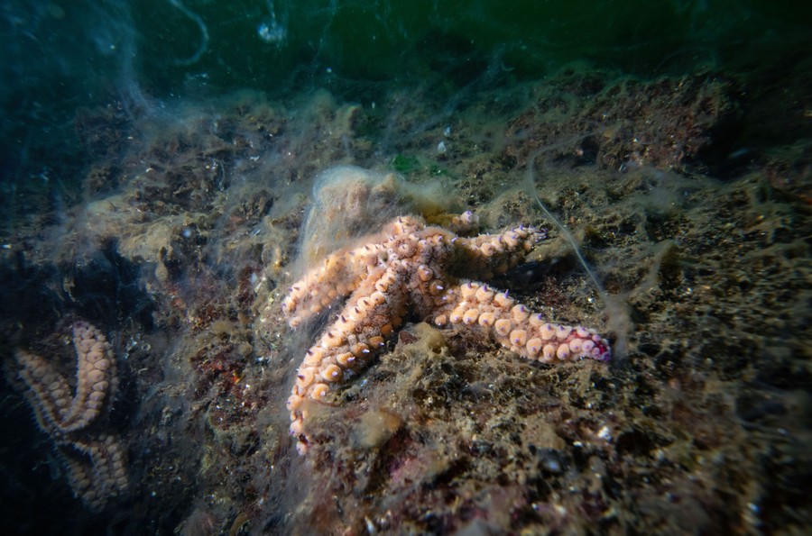A starfish sits on the ocean bottom, coated in mucilage.