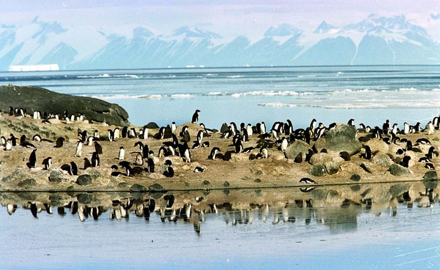 A colony of Adelie penguins gather in from of the Ross Sea ice shelf in Antarctica.