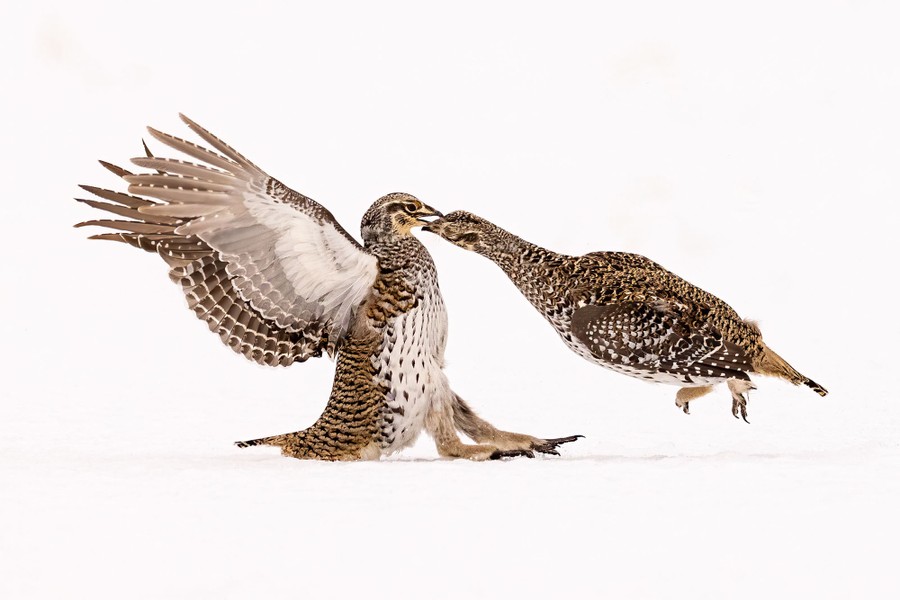Two sharp-tailed grouse fight.