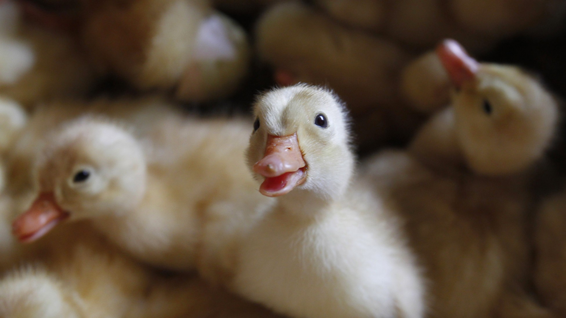 Adorable Ducklings Have Abstract Thoughts The Atlantic