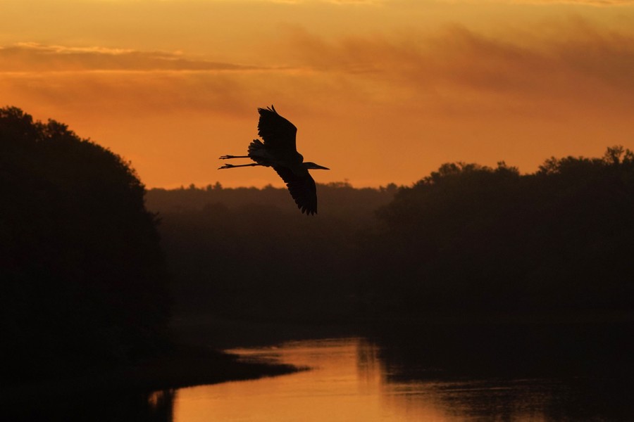 A great blue heron flies over a river at dawn.
