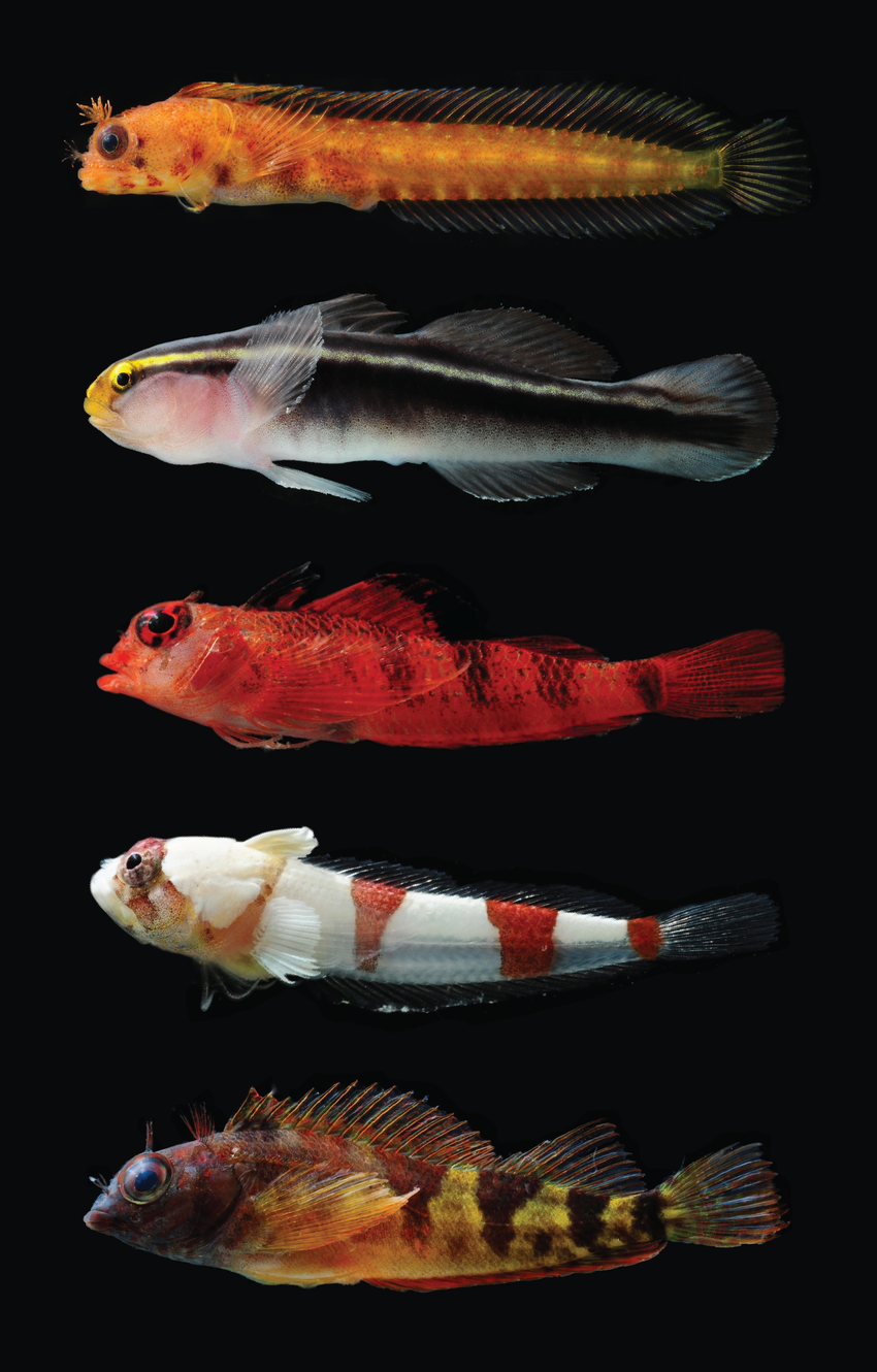 How Many Coral Reef Fish Species Are There? Cryptic – ZRDYGE