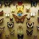 Butterflies are displayed in a case at a new exhibition at the American Museum of Natural History.