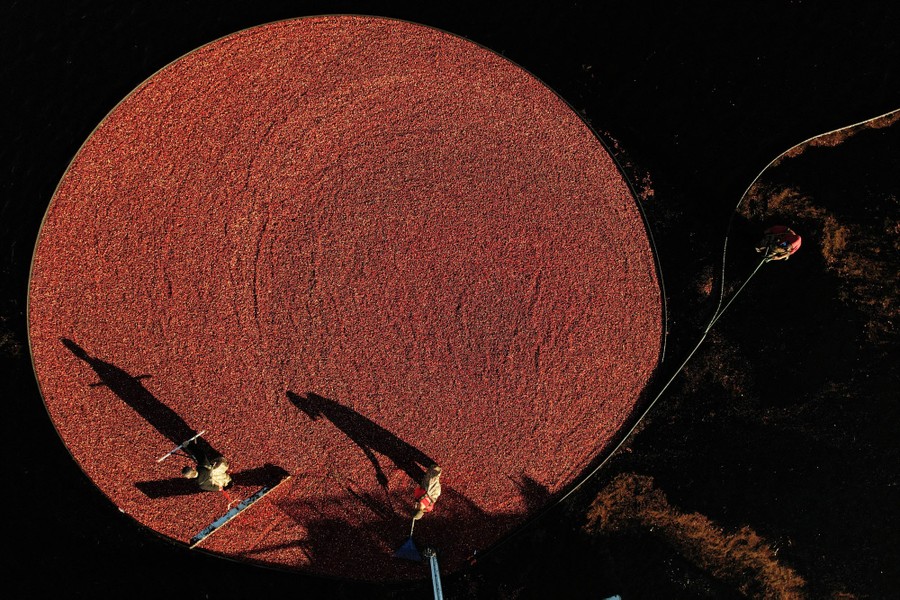 An aerial view of workers harvesting cranberries that have been corralled into a circle with floating booms in a bog