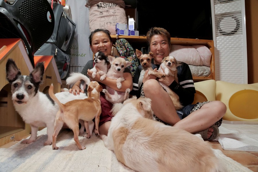 Two people sit on the floor surrounded by about eight dogs.