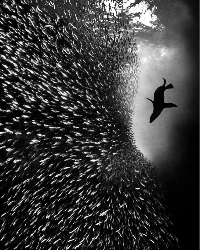 A sea lion hunting sardines, seen from below in black and white