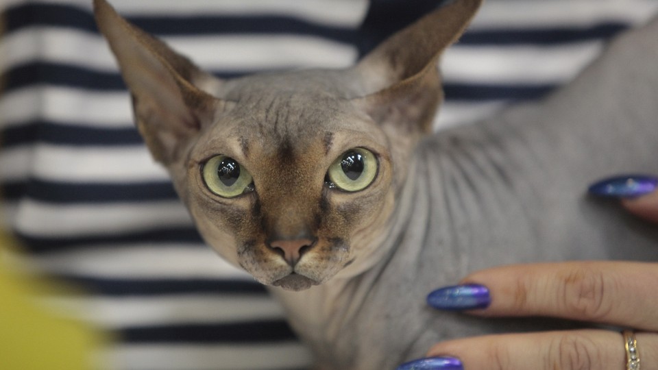 A hairless cat held by a person with bright blue nail polish