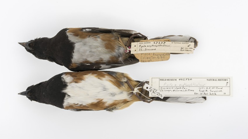 Soot-Covered Bird Corpses Reveal 1800s' Air Pollution - The Atlantic