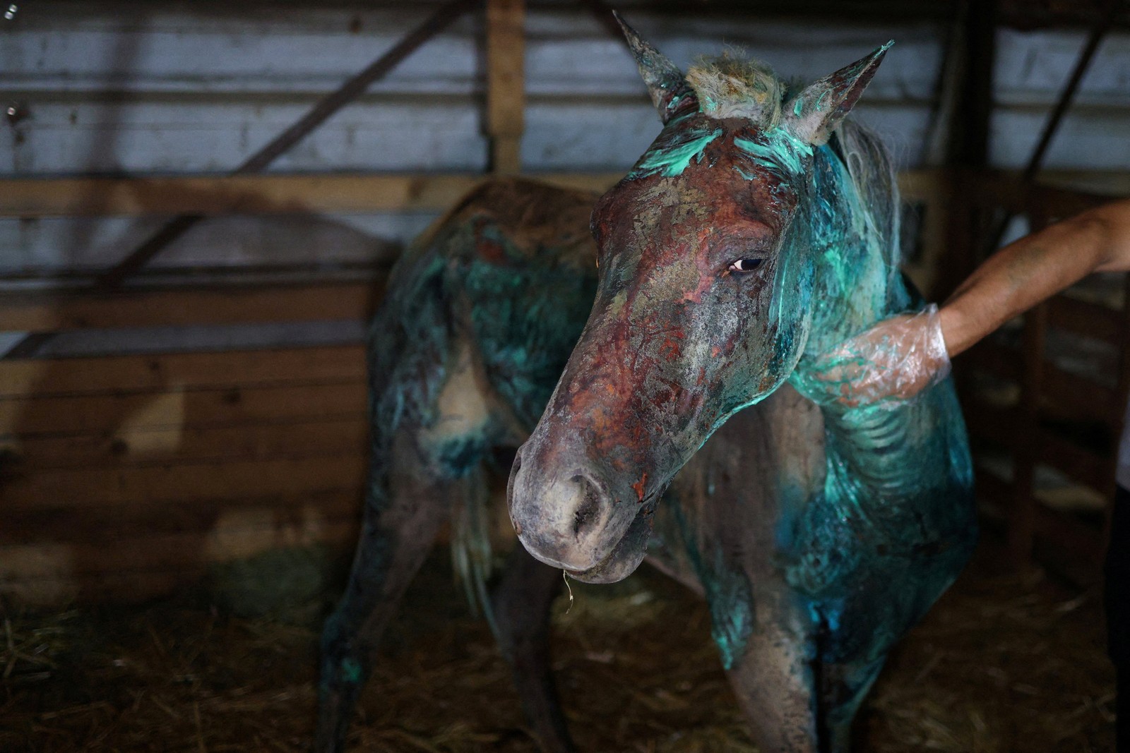 An injured horse is treated for burns.