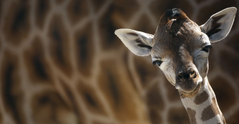 Giraffes Edge Closer To Extinction The Atlantic