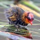 A baby coot with red and orange feathers