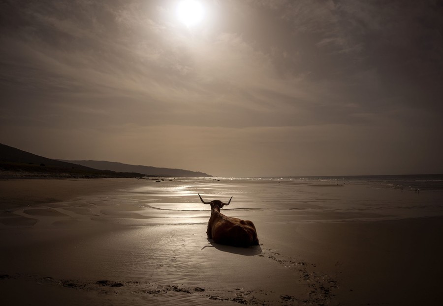 A single cow rests on a broad beach.